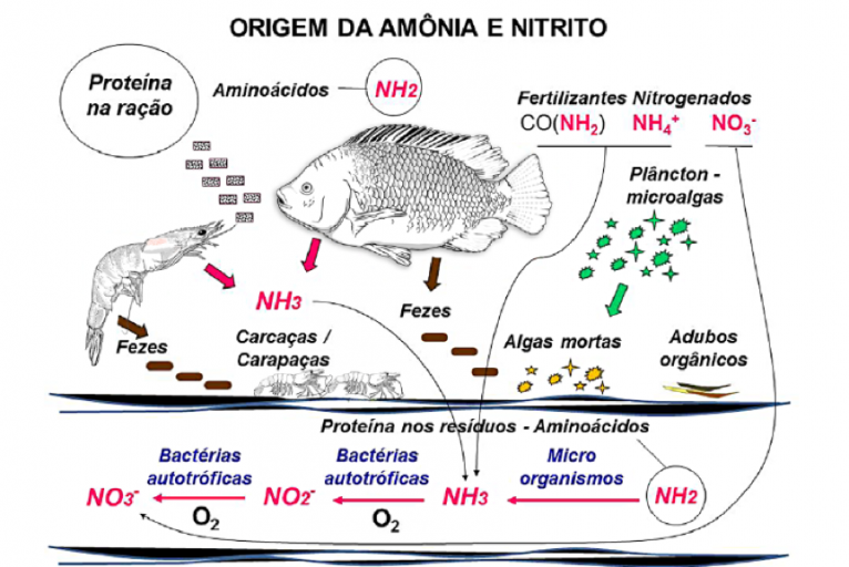 Nitrito e nitrato: sua participação no ciclo do nitrogênio